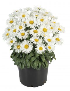 Leucanthemum Real Winner_Z6S3691