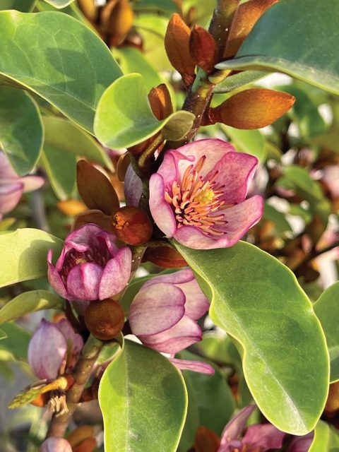 Magnolia-Heaven-Scent-002