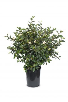 Magnolia J'adore Eternal Fragrance-SL01