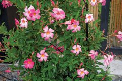 Mandevilla Sangria Rosé_Z6S3626