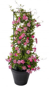 Mandevilla Sangria Rosé_Z6S3652