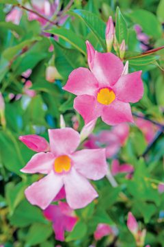 Mandevilla Sangria Rosé_Z6S3863