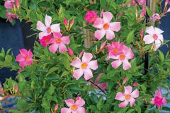 Mandevilla Sangria Rosé_Z6S3871