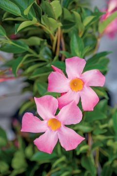 Mandevilla Sangria Rosé_Z6S3995