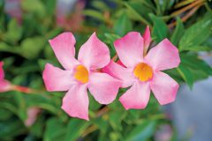 Mandevilla Sangria Rosé_Z6S3997