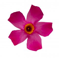 Mandevilla Sangria Rosé_Z6S4094