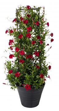 Mandevilla Sangria Tinto_Z6S3643