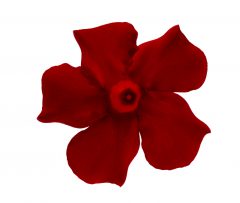 Mandevilla Sangria Tinto_Z6S3756