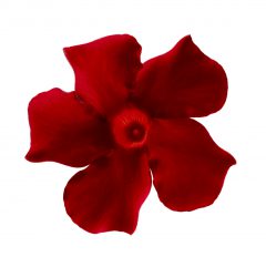 Mandevilla Sangria Tinto_Z6S3762