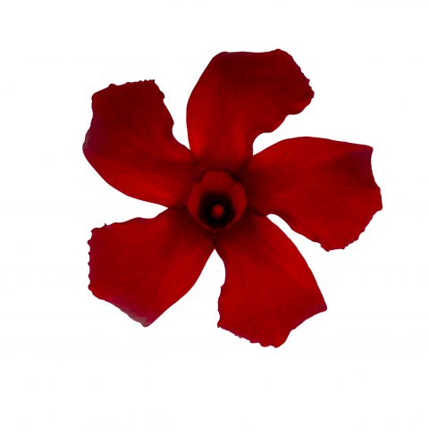 Mandevilla Sangria Tinto_Z6S4092