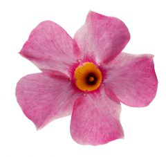 Mandevilla Sangria Rose_Z6S3763