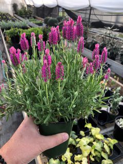 Lavandula-Pretty-in-Pink-Z001