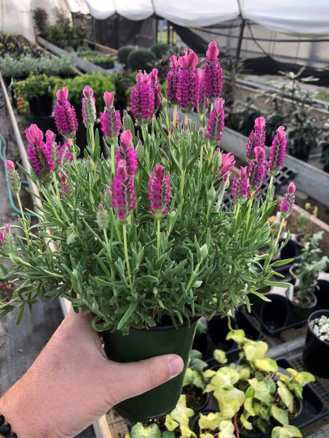 Lavandula-Pretty-in-Pink-Z001