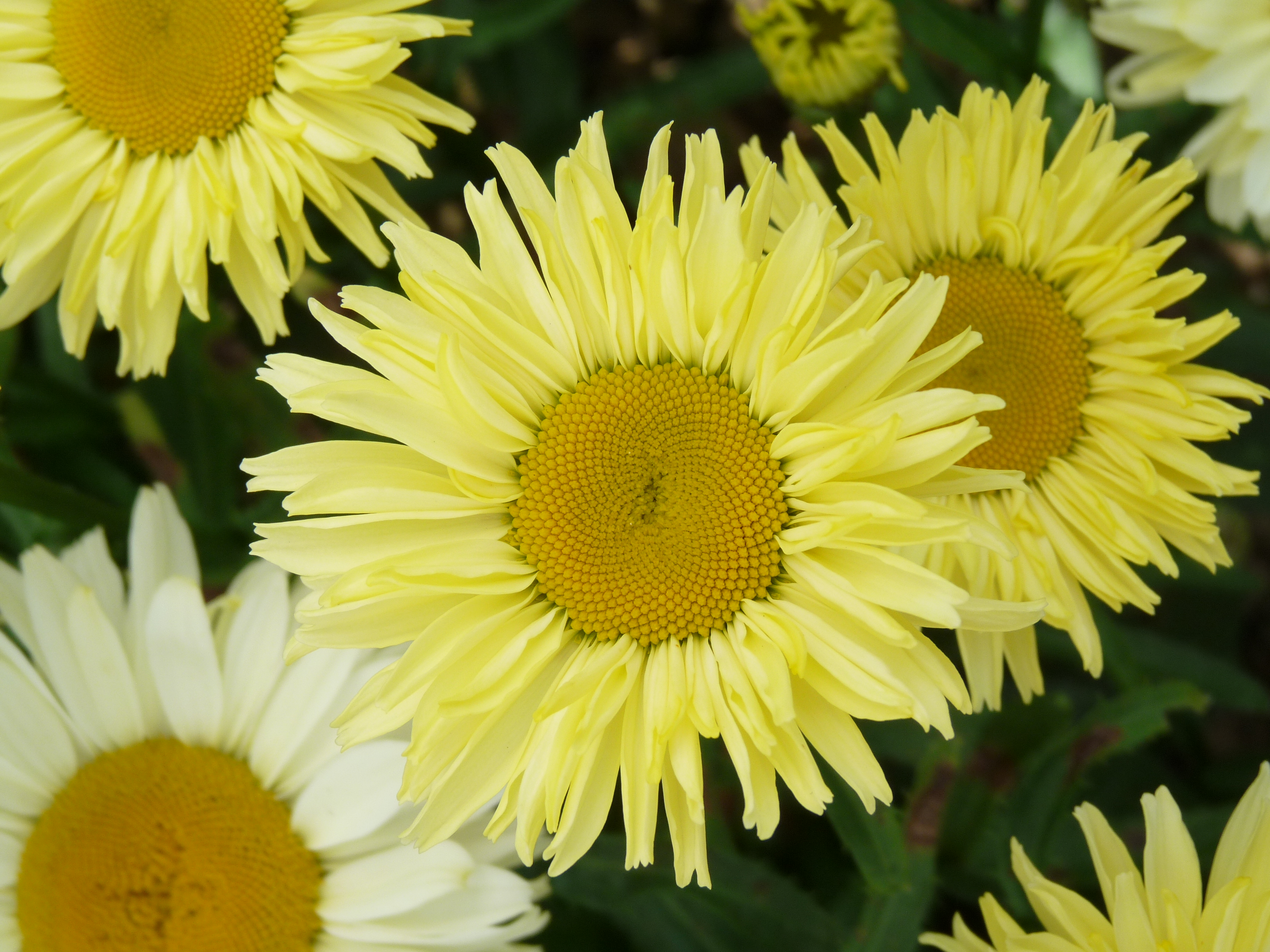 Leucanthemum Real Solar 001