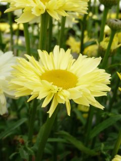 Leucanthemum-Real-Solar-002