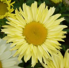 Leucanthemum-Real-Solar-003