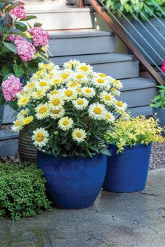 Leucanthemum Real Solar_Z6S3944