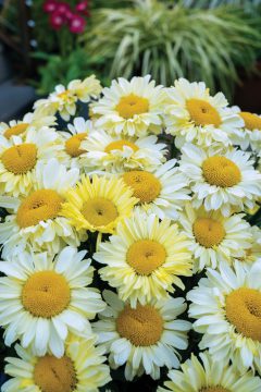 Leucanthemum Real Solar_Z6S3963