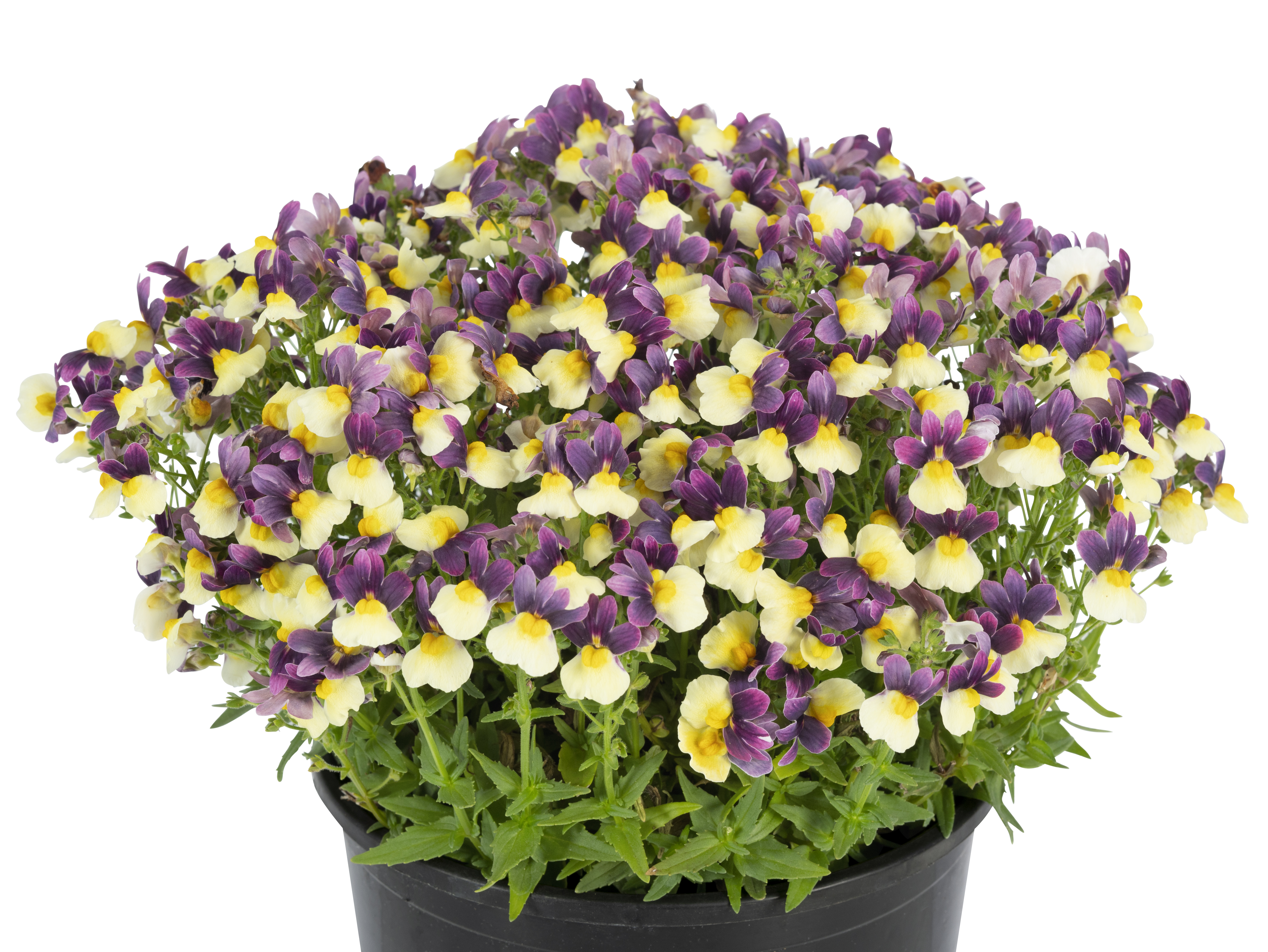 Nemesia Escential Blueberry Custard Imp W1045_Z6S3652