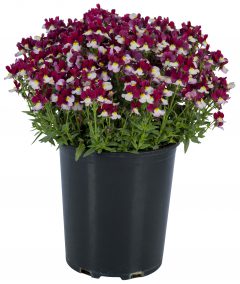 Nemesia Escential Cherryberry W1017_Z6S3602