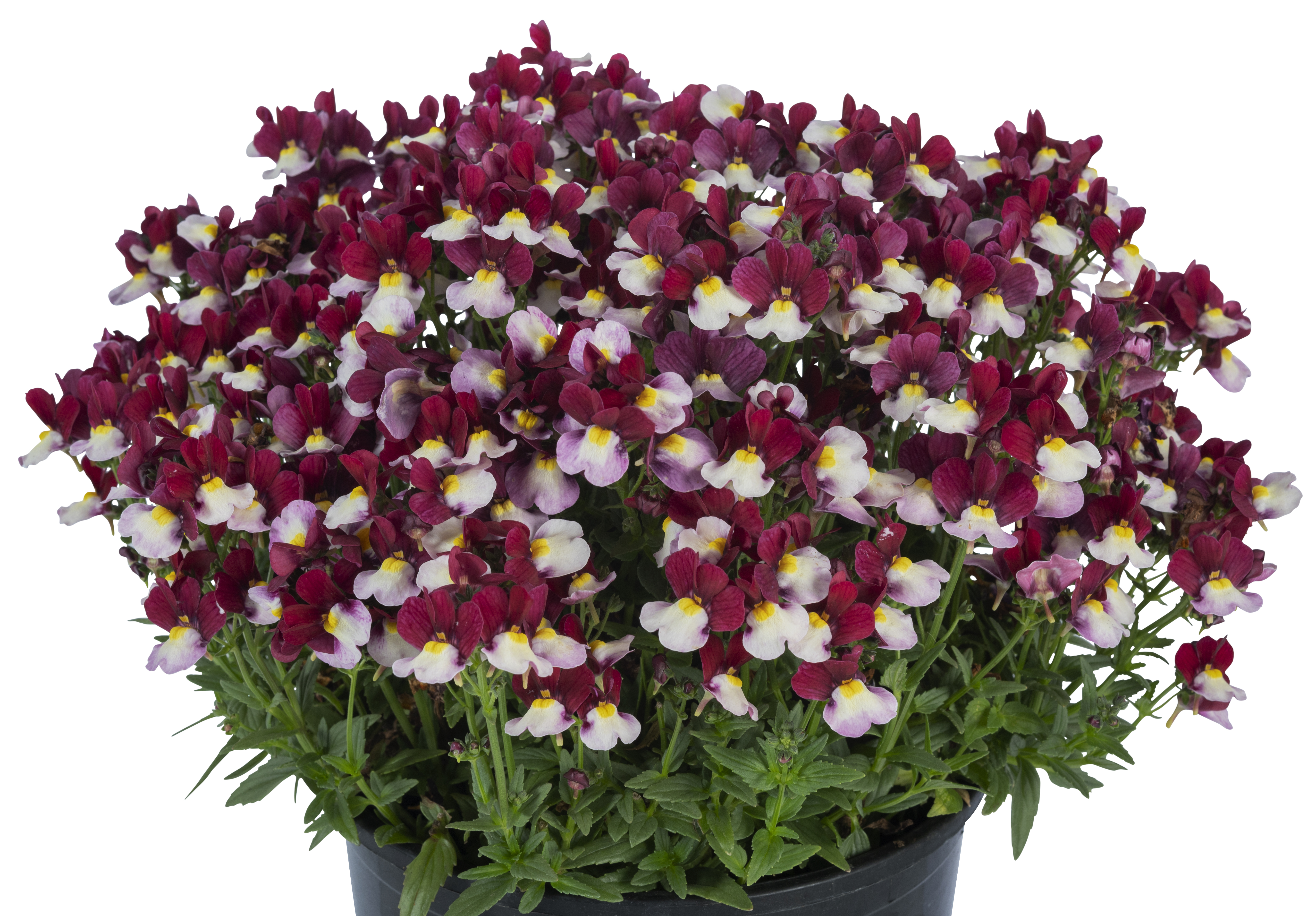 Nemesia Escential Cherryberry W1017_Z6S3603