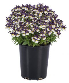 Nemesia Escential Elderberry Cream W1051_Z6S3629