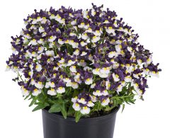 Nemesia Escential Elderberry Cream W1051_Z6S3631