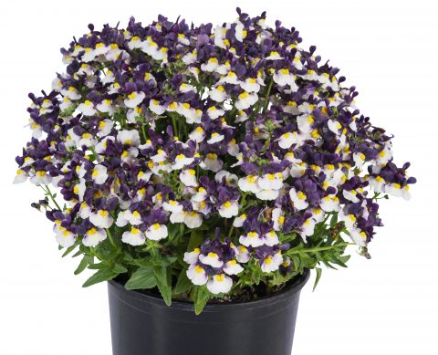 Nemesia Escential Elderberry Cream W1051_Z6S3631