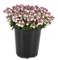 Nemesia Escential Pinkberry Imp. W1027_Z6S3634