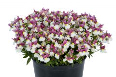 Nemesia Escential Pinkberry Imp. W1027_Z6S3638