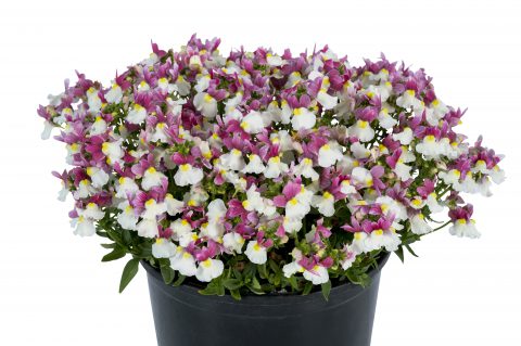 Nemesia Escential Pinkberry Imp. W1027_Z6S3638