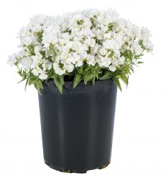 Nemesia Escential Snowberry X012_Z6S3597