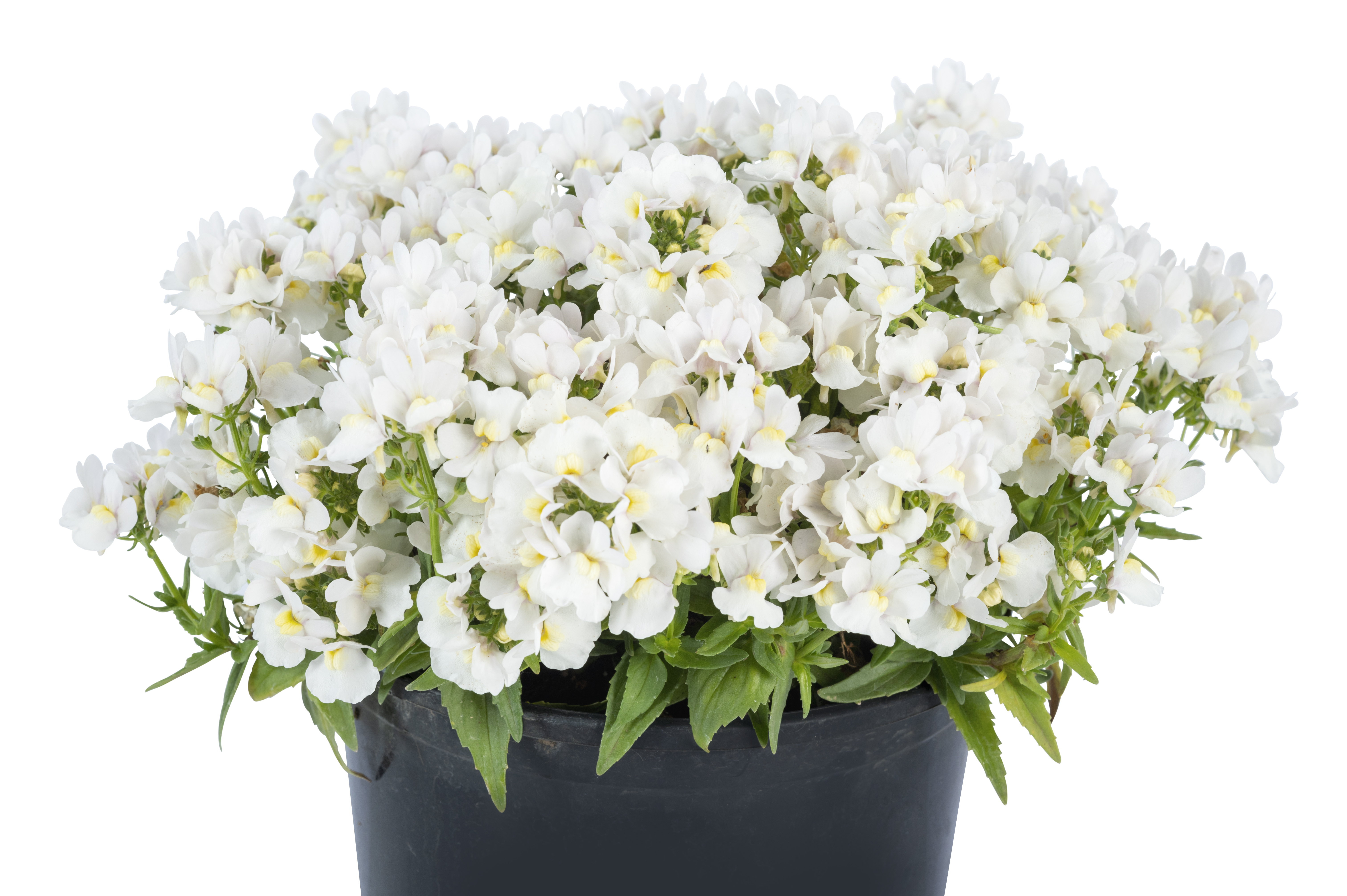 Nemesia Escential Snowberry X012_Z6S3598