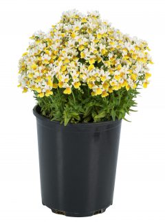 Nemesia Escential Sunberry W1041_Z6S3624