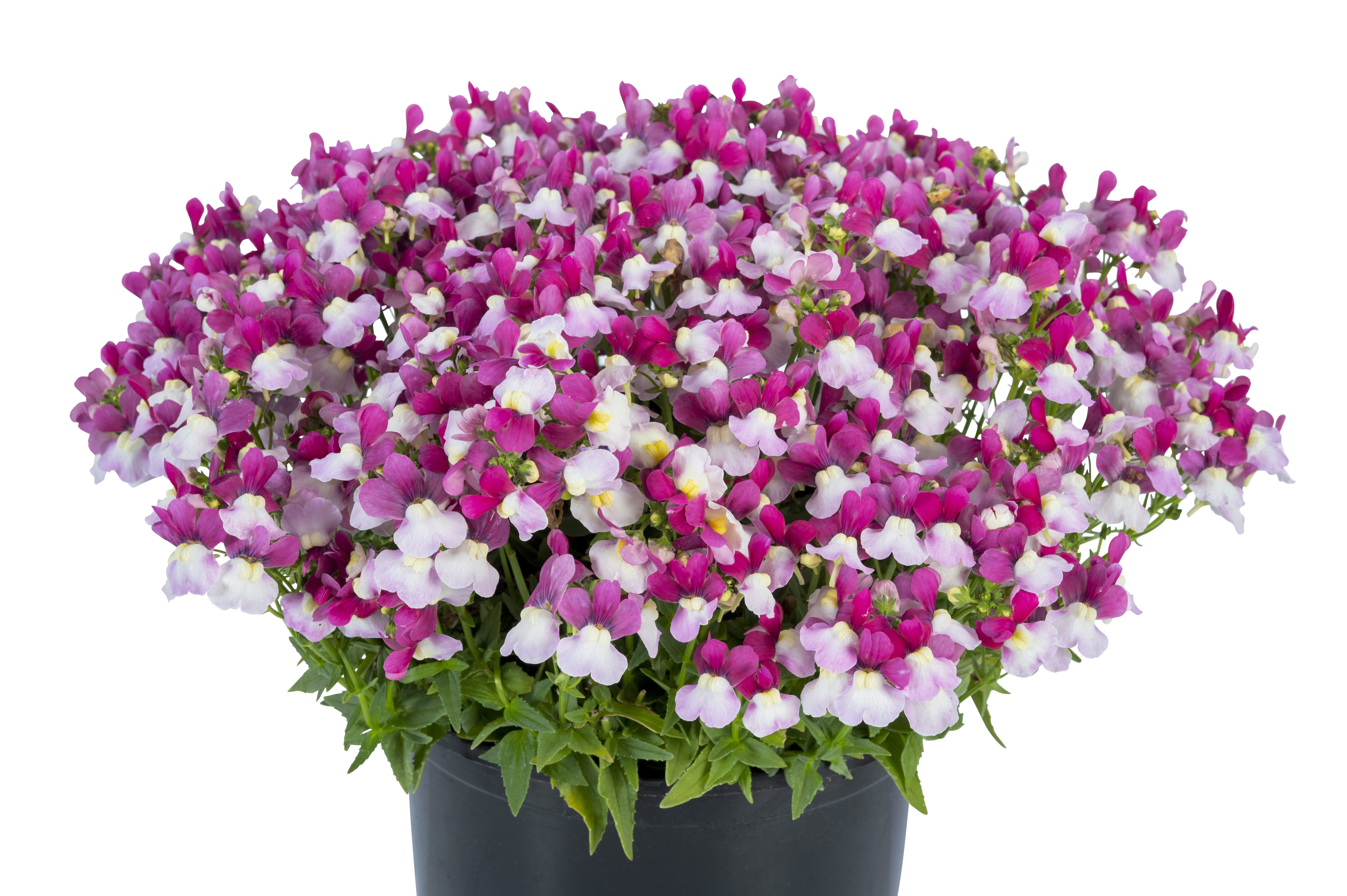 Nemesia Escential Zazzleberry W1023_Z6S3621