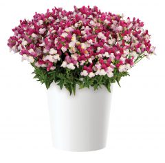 Nemesia Escential Zazzleberry_Z6S3619