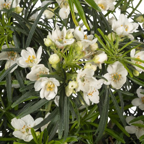 Choisya-Valencia-001