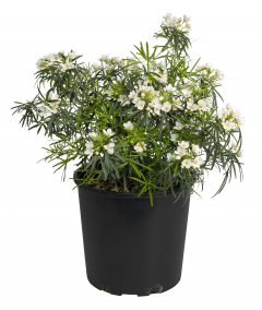 Choisya Valencia_Z6S1036