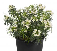 Choisya Valencia_Z6S1040