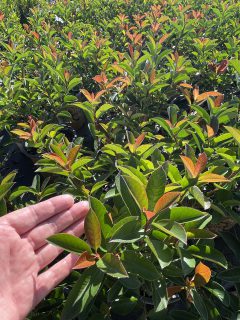 Photinia Harvest Moon 006