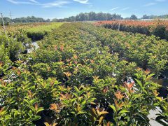 Photinia Harvest Moon 007