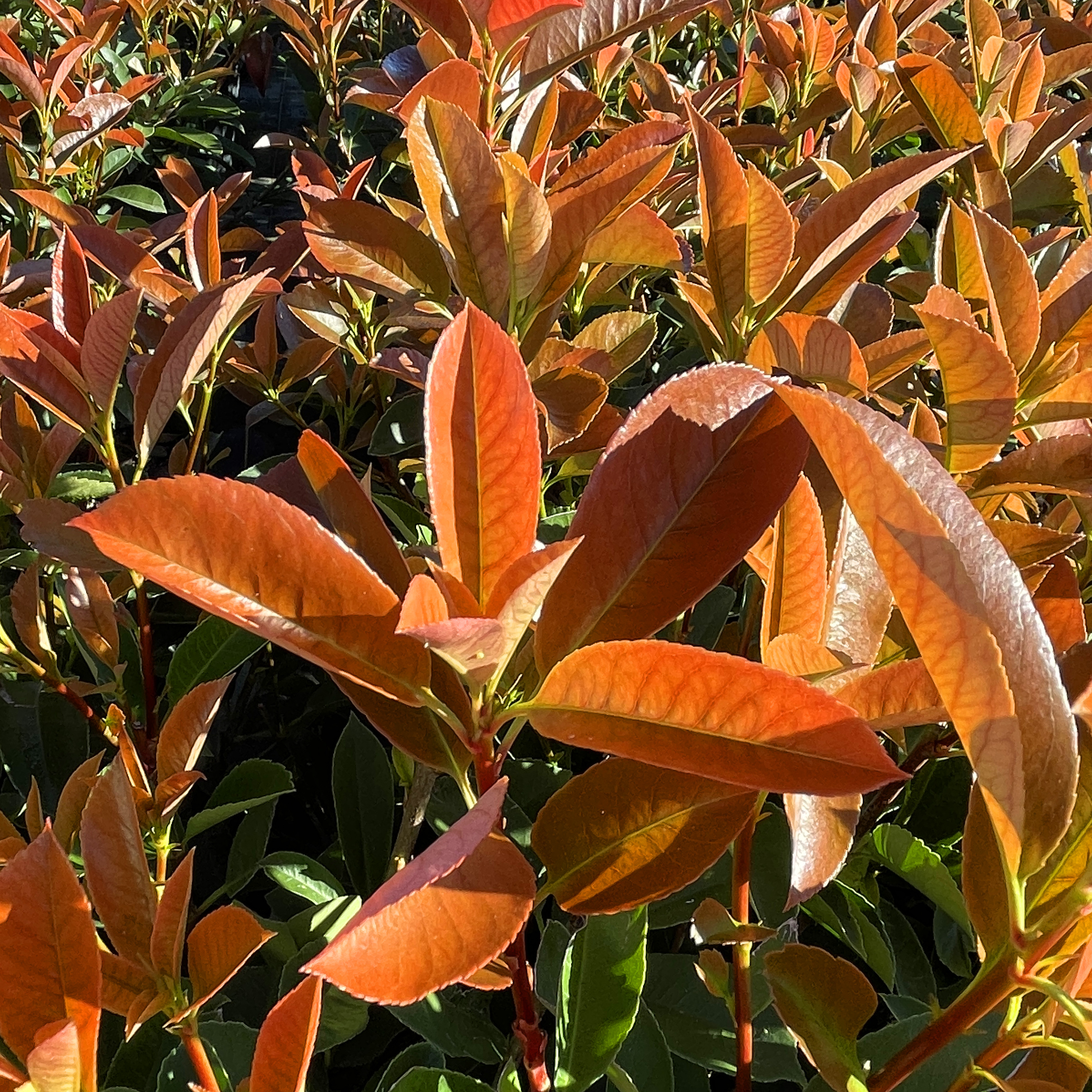 photinia harvest moon 001