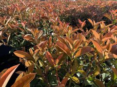 photinia-harvest-moon-003