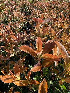 photinia-harvest-moon-004
