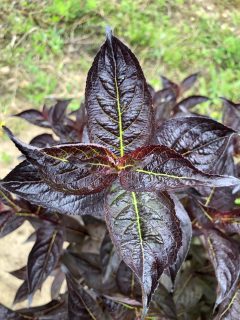 Weigela PRISM Midnight 001