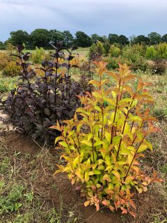 Weigela PRISM Midnight 002