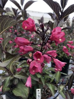 Weigela PRISM Midnight 003