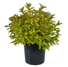 Weigela Prism Firebird_Z6S8363