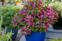 Weigela Prism Inferno_Z6S1623