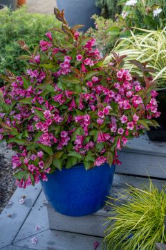 Weigela Prism Inferno_Z6S1626